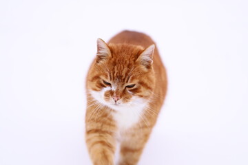 A domestic cat with orange and white fur walks through a snowy landscape.