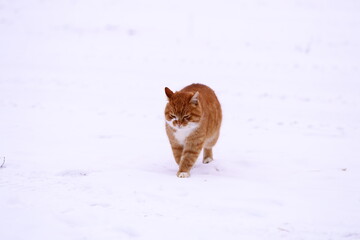 Fototapeta premium A domesticated cat, with orange and white fur, walks through a snowy environment.