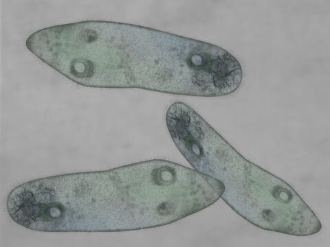 Microscopic of paramecium and amoeba