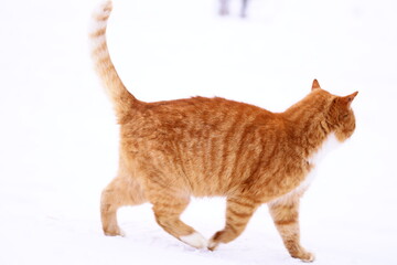 A domestic cat strolling through a snow-covered field.