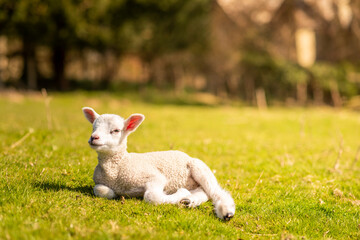 Obraz premium little lamb on the meadow