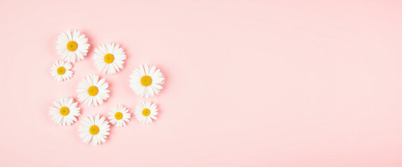 Fototapeta premium Delicate white daisy flowers arranged on pale pink background, minimalism