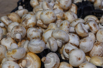 Freshly harvested white mushrooms displayed on a market stall in the afternoon sunlight