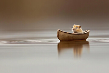 Hamster paddles tiny canoe on water