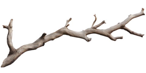 dry tree isolated on white background