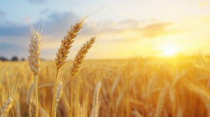 Fototapeta premium Golden Wheat Field at Sunset - Close-up of ripe wheat stalks in a field at sunset, bathed in warm golden light. Abundant harvest concept