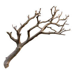 tree isolated on white background