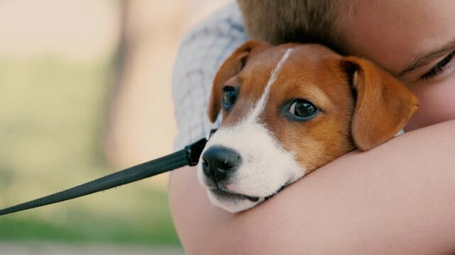 Boy sincerely hugs purebred Jack Russell Terrier on summer day. Child embraces Jack Russell Terrier sitting in garden. Kid shares heartfelt hug with adorable Jack Russell Terrier under bright sun