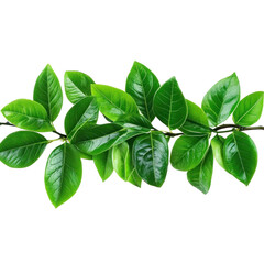 basil isolated on white background