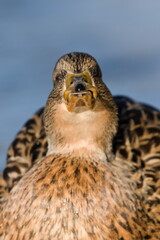Anas Platyrhynchos aka wild or mallard duck female is looking to the camera. Funny animal photo.