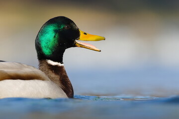 Anas Platyrhynchos aka wild or mallard duck male with open beak on water surface. Copy space for placement on text. Funny animal photo.