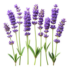 lavender flowers isolated on transparent background