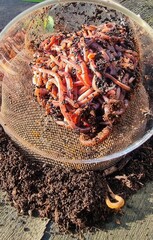  compost worms before work