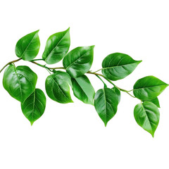 Fototapeta premium green leaves on white background