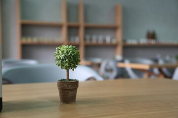 cactus in a pot