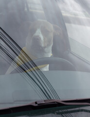 Dog in the Driver's Seat of a Car on the Streets of Bogotá, Bogota, Cundinamarca, Colombia. A...