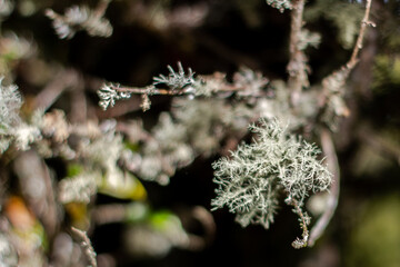 Lichen on Tree Branches in Chocontá, Cundinamarca, Colombia. Close-up of Intricate Lichen Patterns on Wood.