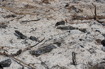 burning grass, burning field, burning earth