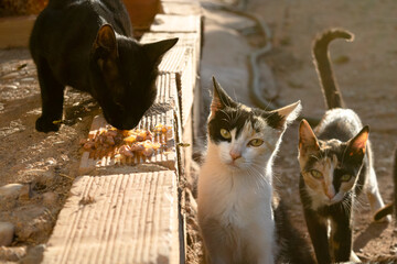 A feline colony is fed near a housing development. Stray cats look sad as they are fed.