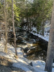 River in the Woods