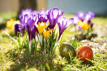 Crocuses in the spring sun with colorful easter eggs on a meadow. Close-up for an easter background.