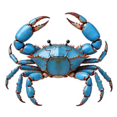 blue crab isolated on white