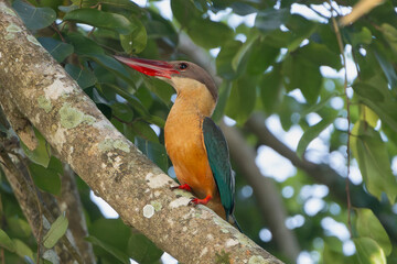 Stork-billed kingfisher - Pelargopsis capensis perched with green leaves in background. Photo from Wilpattu National Park in Sri Lanka. Subspecie - P. c. capensis.