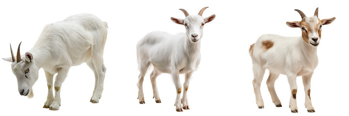 Fototapeta premium A domestic goat with small curved horns, standing in a grazing position, isolated on a transparent background