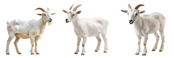 A domestic goat with small curved horns, standing in a grazing position, isolated on a transparent background