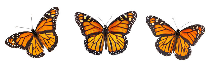 Fototapeta premium Vibrant monarch butterfly with wings fully spread isolated on transparent background