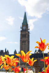 Parliament of Canada with tulips in Ottawa, during Canadian Tulip Festival in May