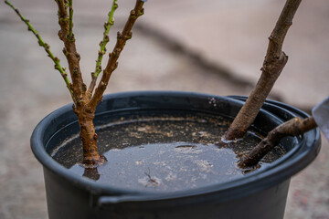 Young tree seedlings in a bucket of water with rooting agent. Soaking seedlings in a special...