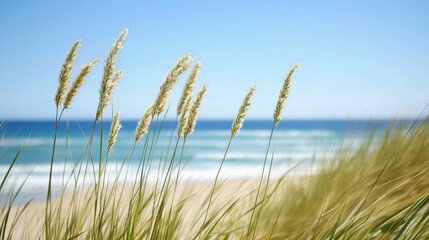 Obraz premium Soft Grass Swaying in the Wind by the Tranquil Beach Shoreline