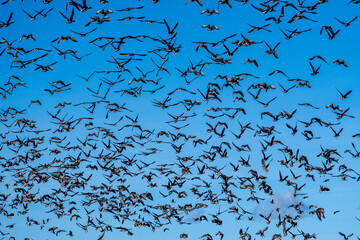 Flock of Wild Geese in Flight Against a Clear Blue Sky. Massive Bird Migration - Geese in the Sky