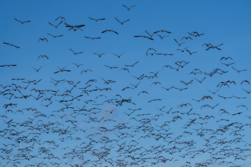 Flock of Wild Geese in Flight Against a Clear Blue Sky. .Large Group of Migratory Birds Flying in...