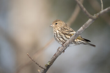 A pine sisken perches on a tree branch.