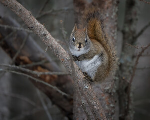 A red squirrel tucked against a tree in the forest.