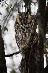 Obraz premium A long-eared owl perched on a branch in a moody forest.