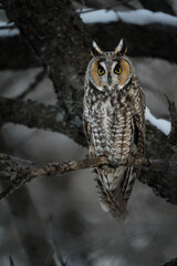 A long-eared owl opens its eyes wide as it wakes up and begins its evening hunt.