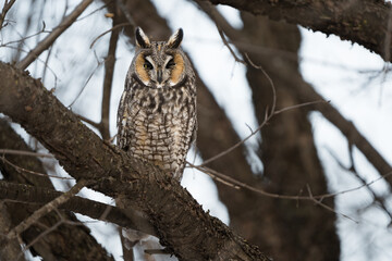 A perched long-eared owl in beautiful evening light. 