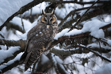 A long-eared owl rests on a snow covered branch.