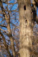 An eastern screech owl suns itself in its cavity high in a tree on a sunny day.