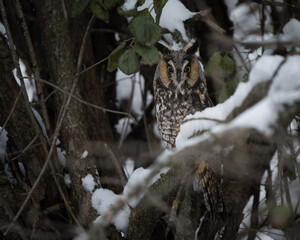 A long-eared owl peaks above snow covered branches.