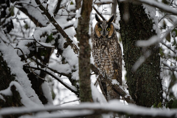 A long-eared owl tucked away on a branch in a snow covered forest.