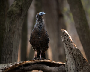 A turkey perched on a downed tree in the forest. 