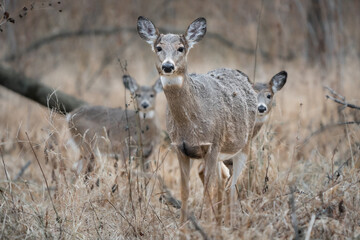 A white-tailed doe and two fawns walking through the forest.
