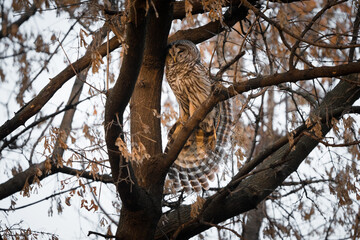 A barred owl stretches its wing at sunset.