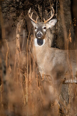 A young white-tailed buck stands tall in the sunlight. 
