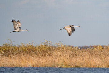 A pair of sandhill cranes in flies over a wetland area during the fall migration.