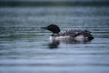 A loon swimming on a lake at dusk.